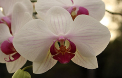 En orkidebild, klitoris lookalike